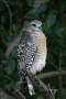 Red-shouldered-Hawk;Hawk;Florida;one-animal;color-image;nobody;photography;day;o